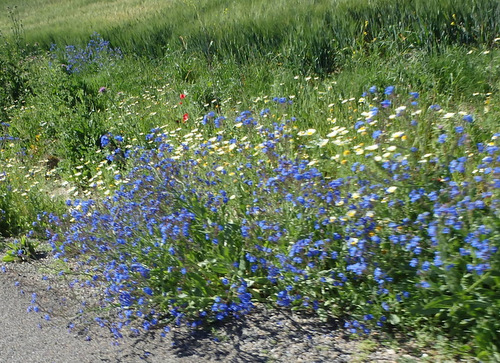 The flowers of Andalucia.